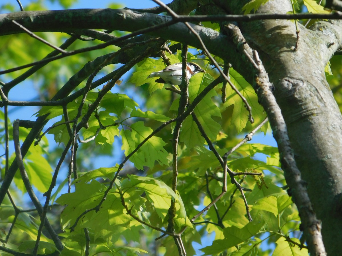 Chestnut-sided Warbler - Arrow Z L