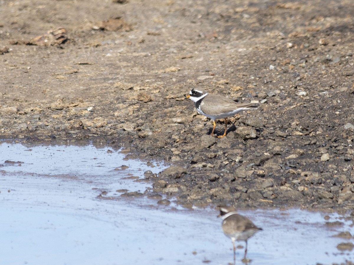 Common Ringed Plover - Boris Georgi