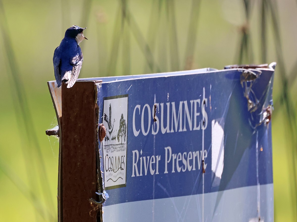 Tree Swallow - Karen Skelton