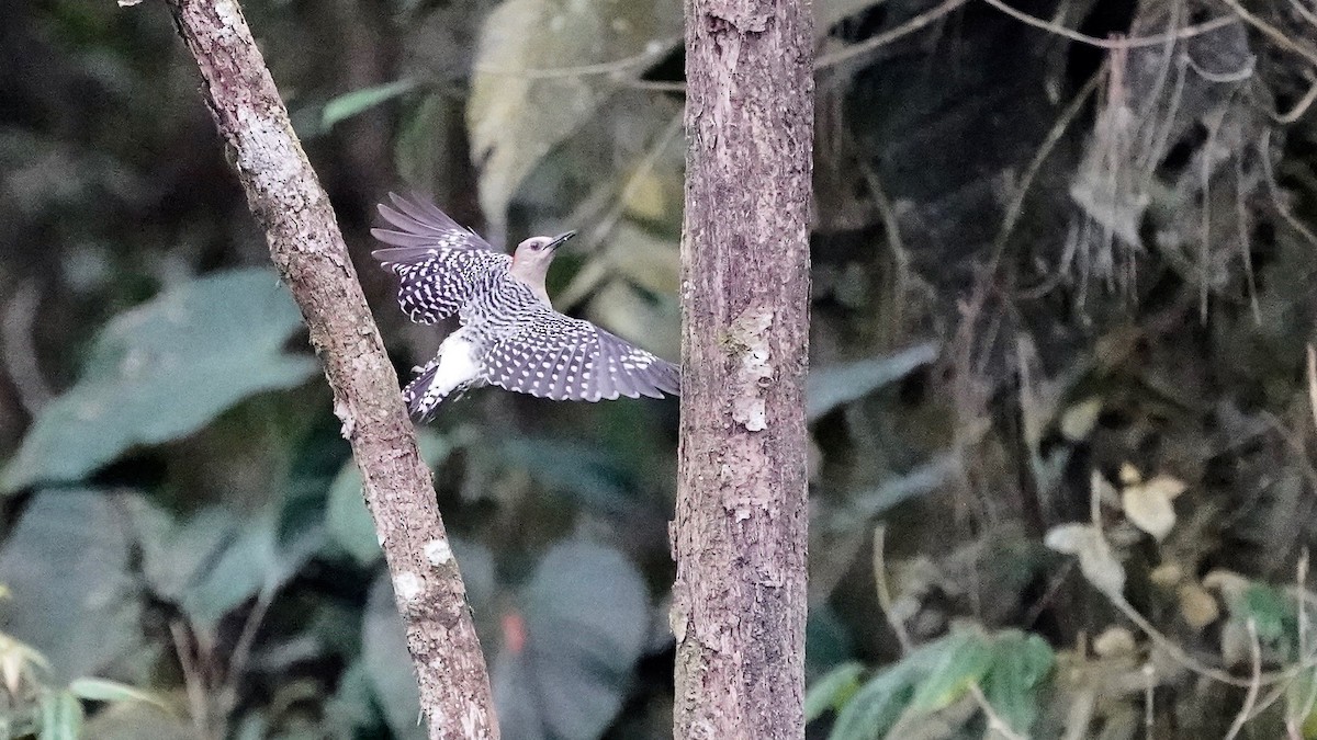 Red-crowned Woodpecker - Indira Thirkannad