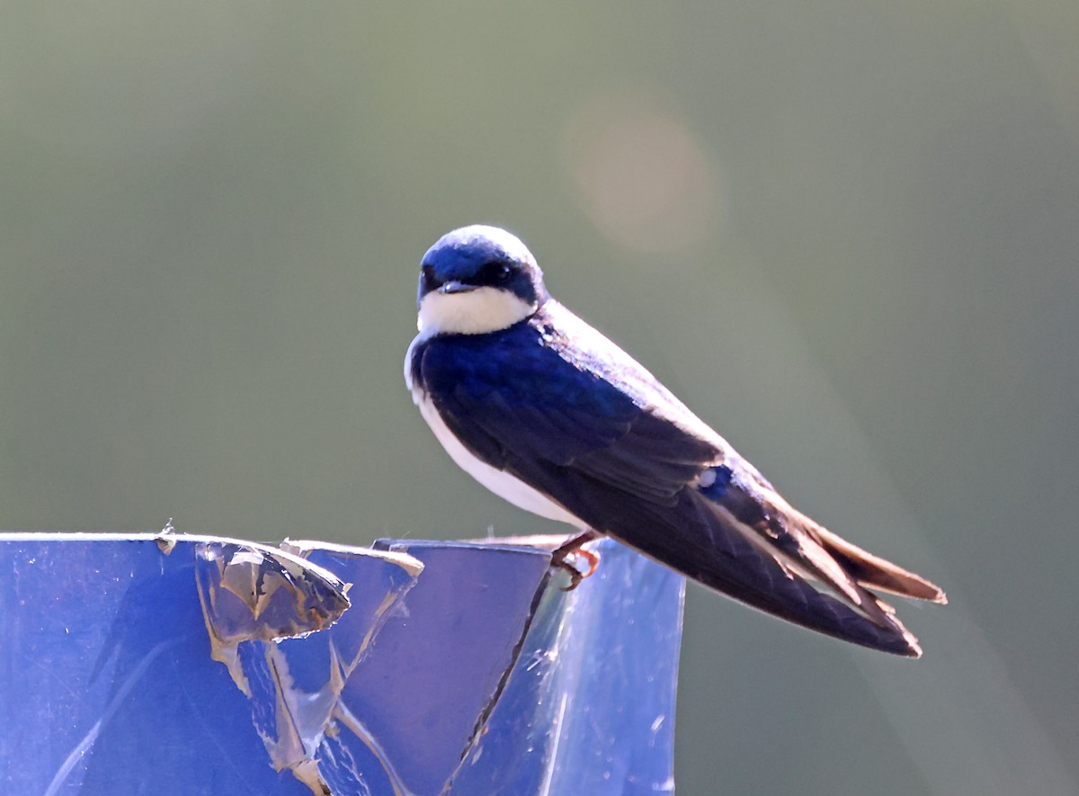 Tree Swallow - Karen Skelton