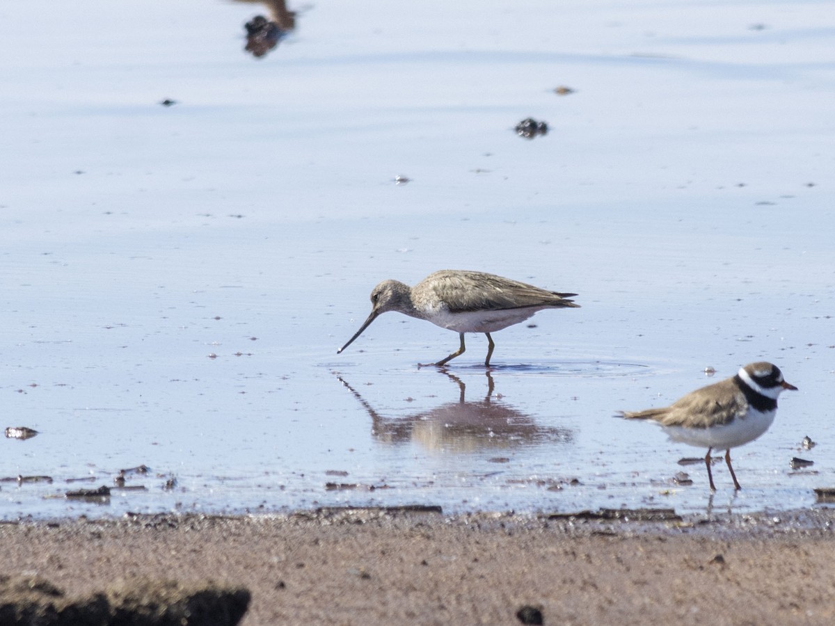 Terek Sandpiper - Boris Georgi