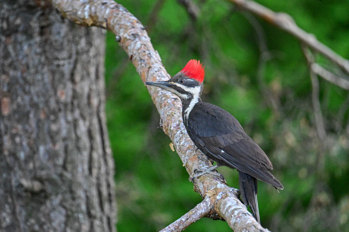 Pileated Woodpecker - Serg Tremblay