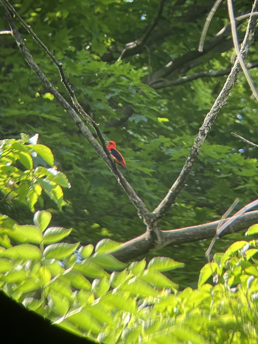 Scarlet Tanager - Mot Hayes