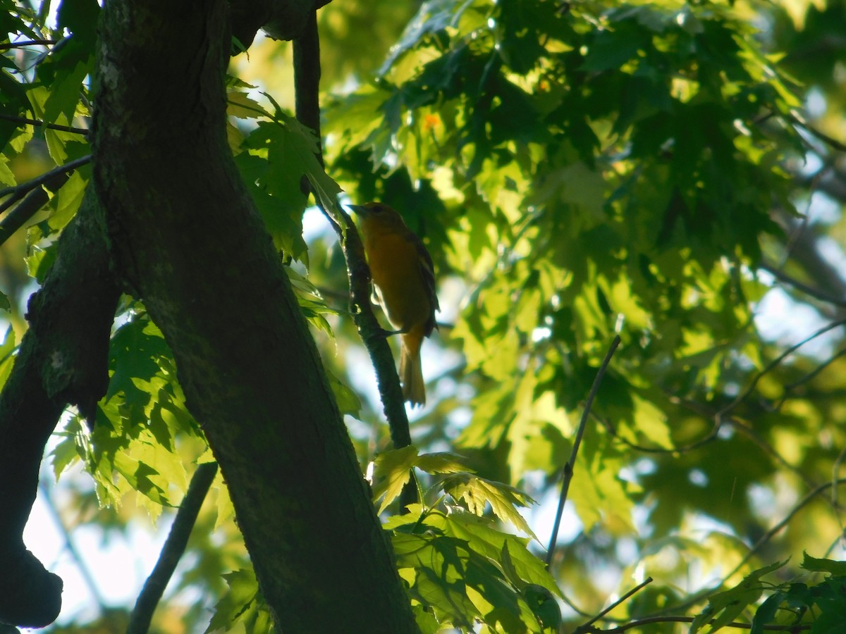 Baltimore Oriole - Arrow Z L