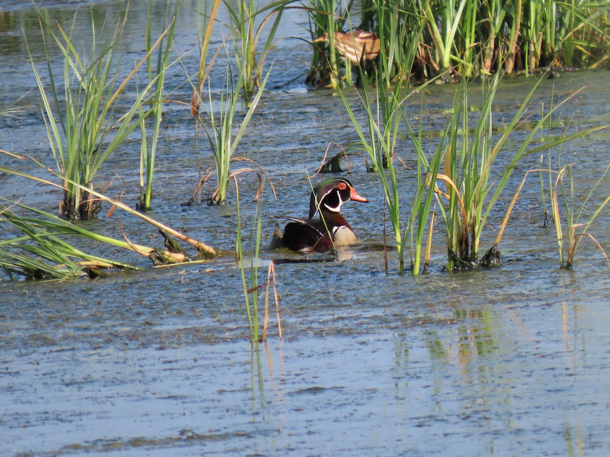 Wood Duck - Beau Bauer