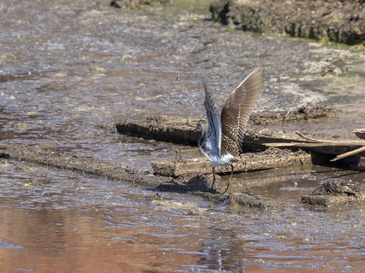 Wood Sandpiper - Boris Georgi