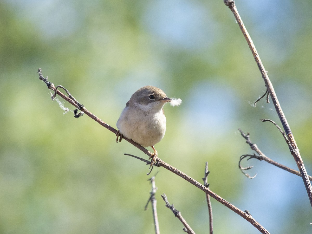 Greater Whitethroat - ML619527385