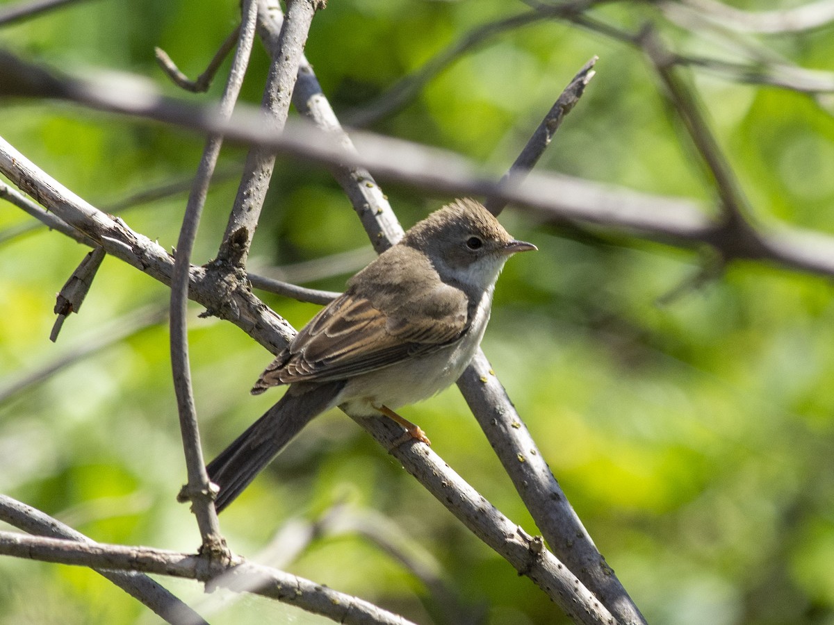 Greater Whitethroat - Boris Georgi