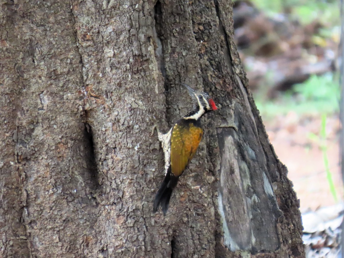 Black-rumped Flameback - Bosco Chan