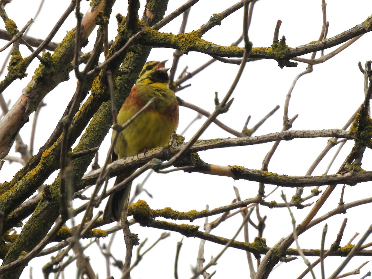 Cirl Bunting - Tanja Britton