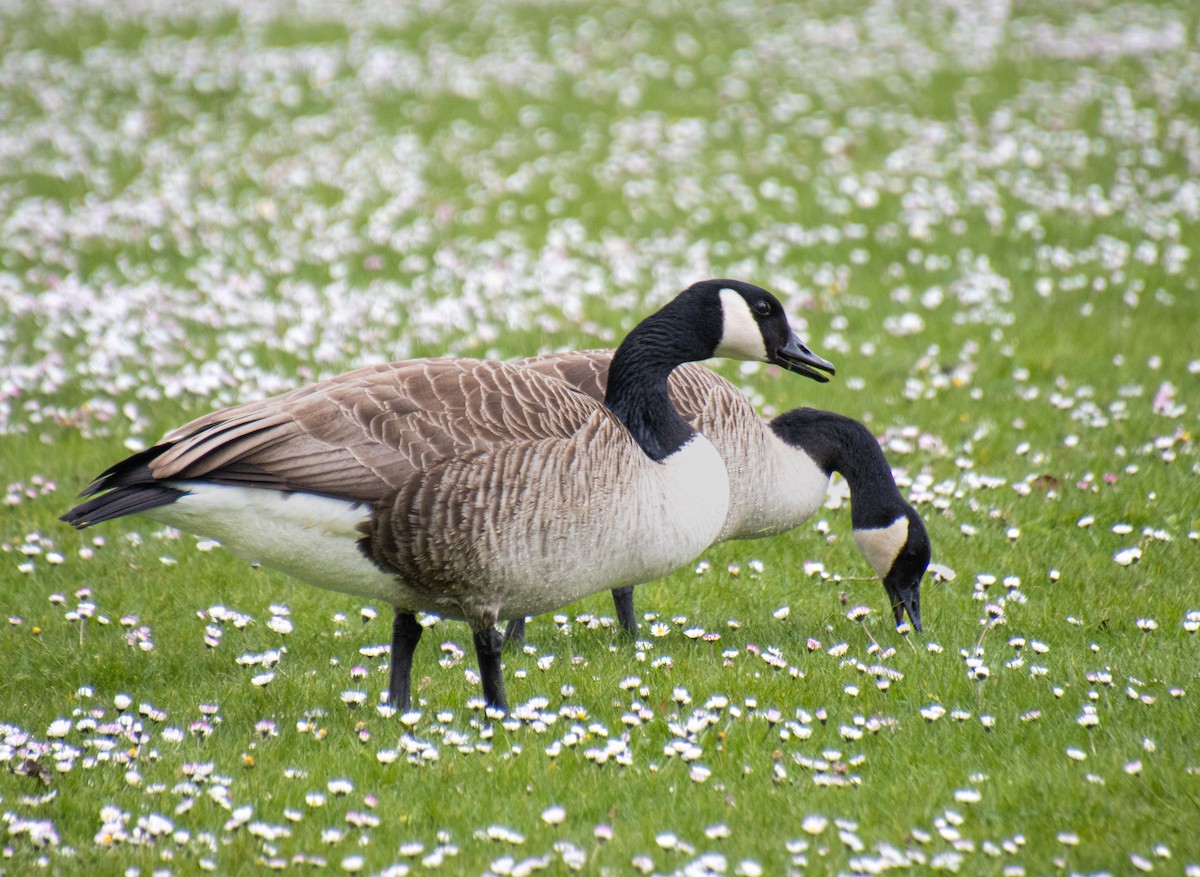 Canada Goose - Mónica Thurman