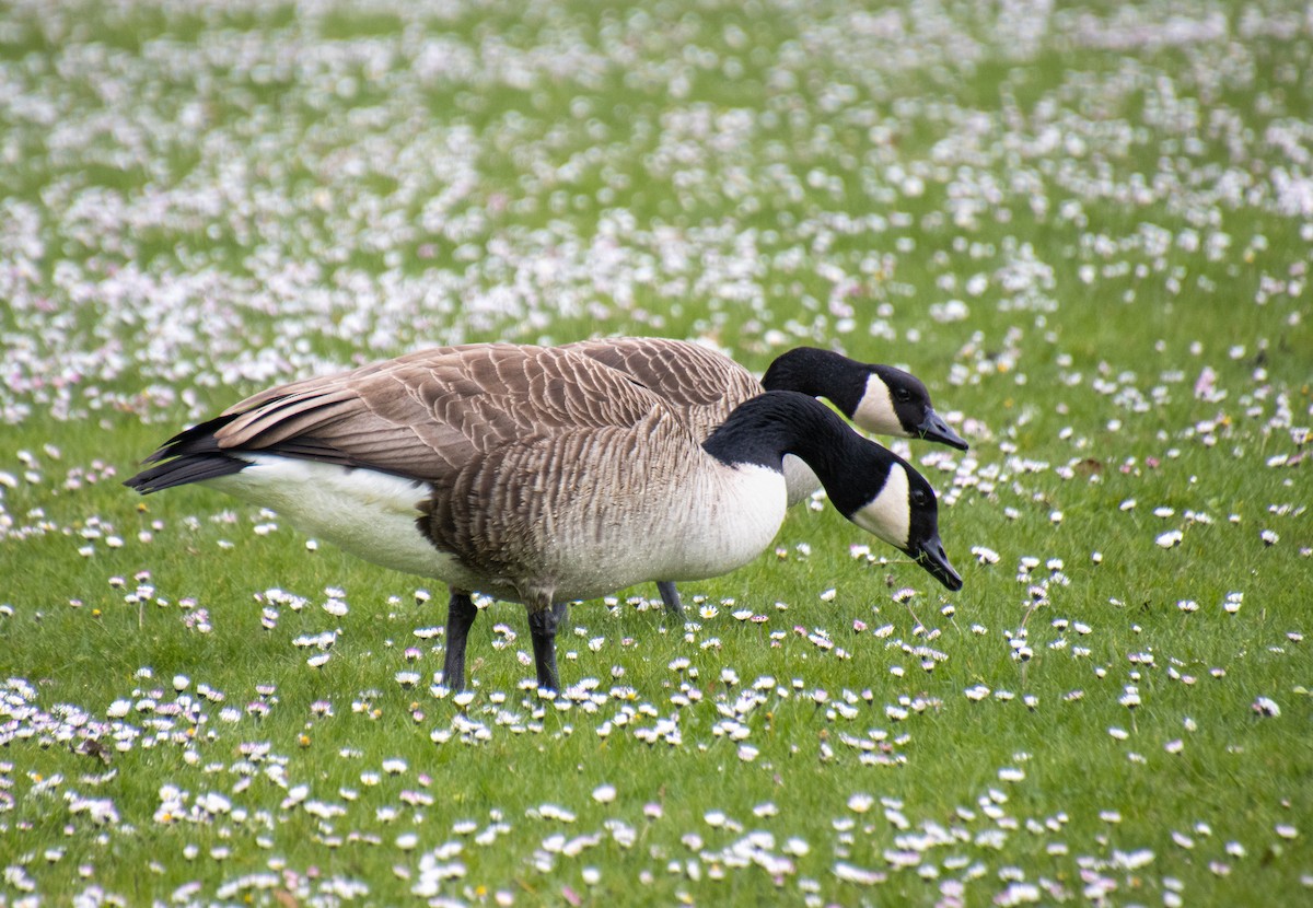 Canada Goose - Mónica Thurman