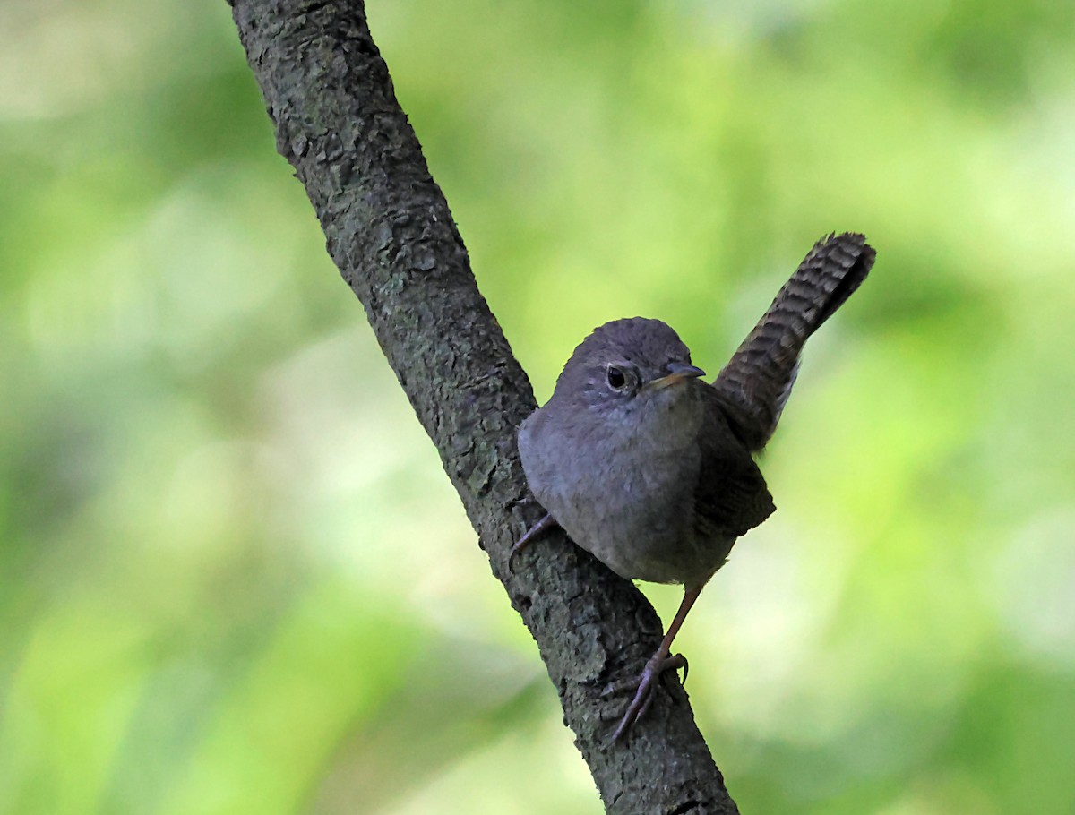 House Wren - Karen Skelton