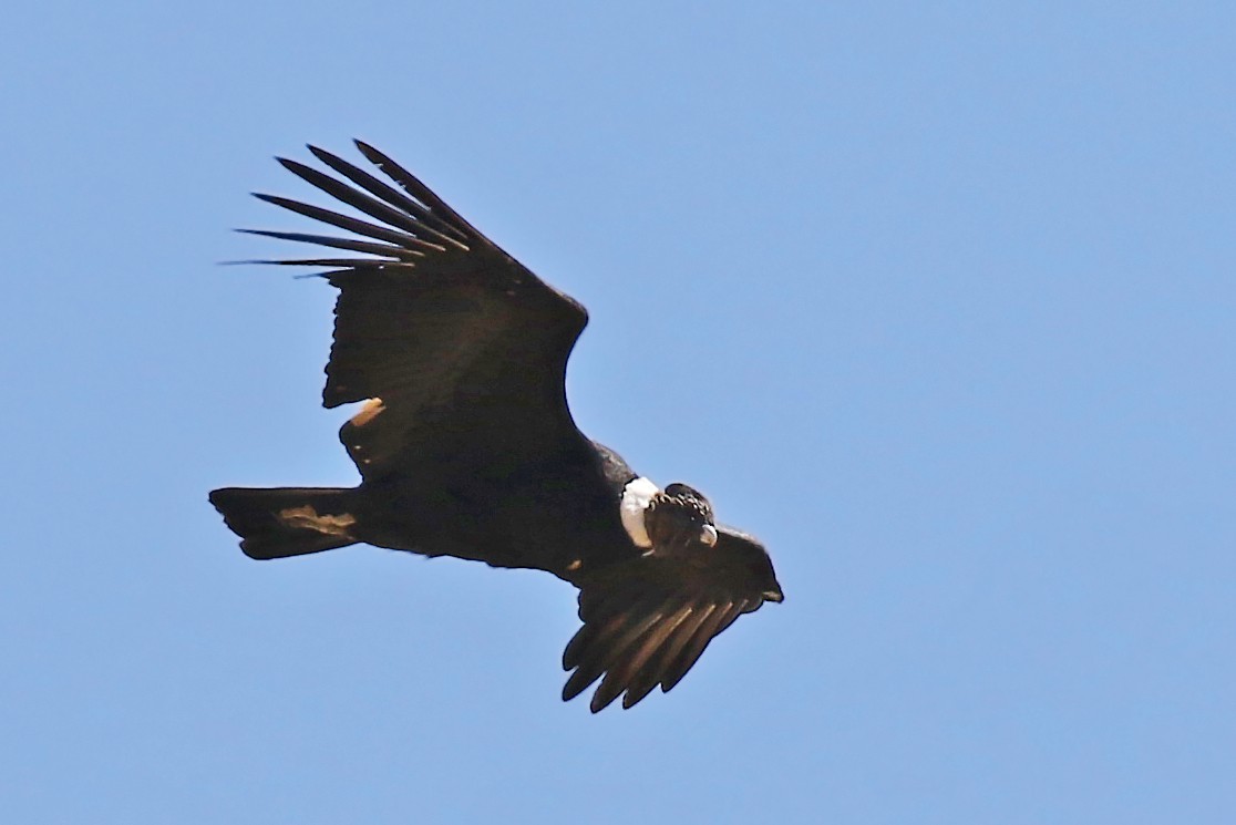 Andean Condor - Ahmet Kâni  Vatandaş