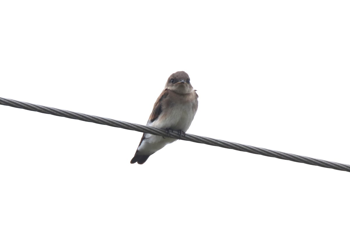 Northern Rough-winged Swallow - Ruth King