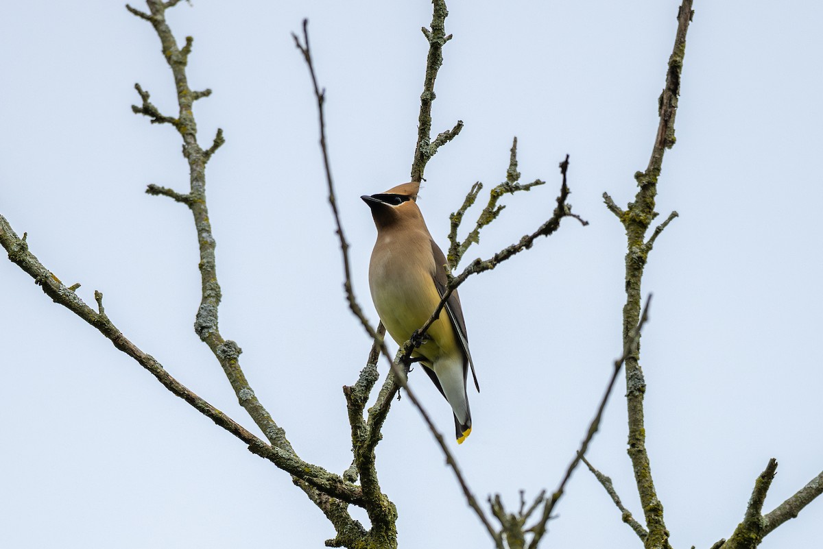 Cedar Waxwing - Billy Tran