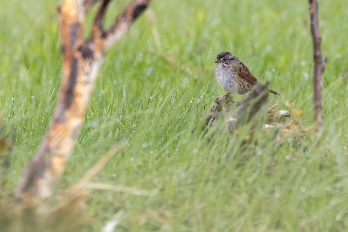 Swamp Sparrow - Rain Saulnier