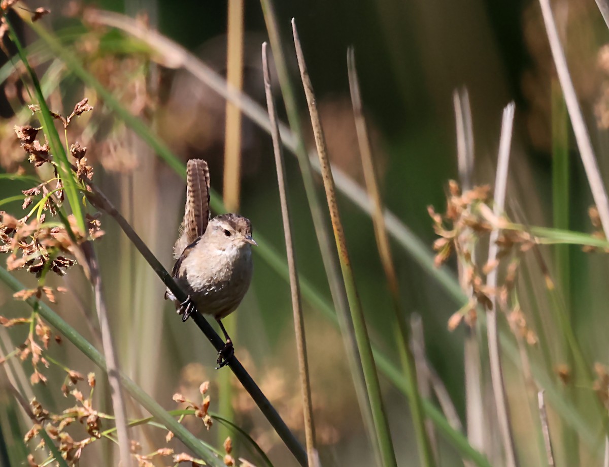 Marsh Wren - Karen Skelton