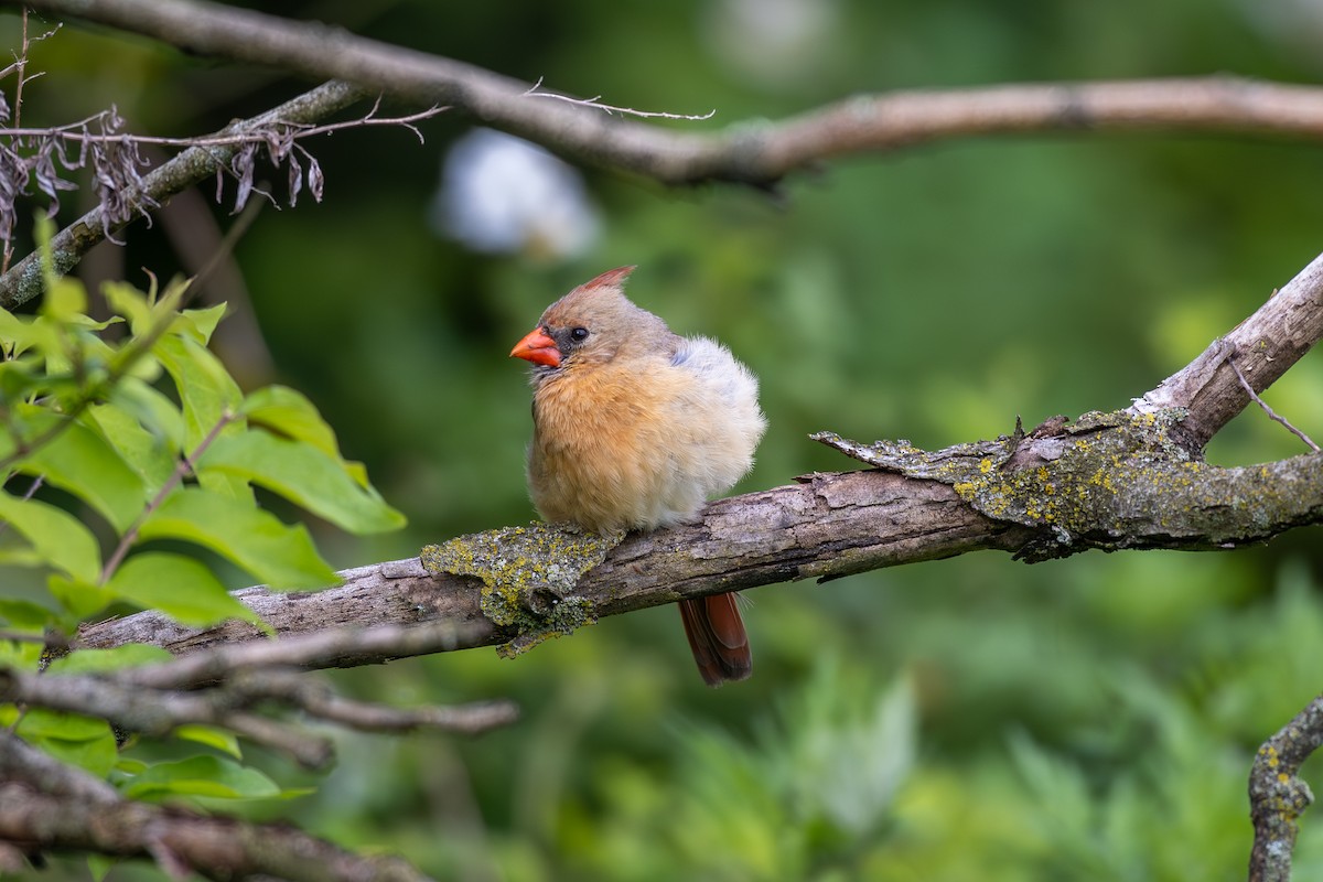 Northern Cardinal - Billy Tran