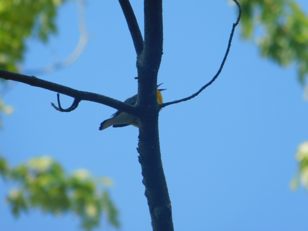 Prothonotary Warbler - Arrow Z L