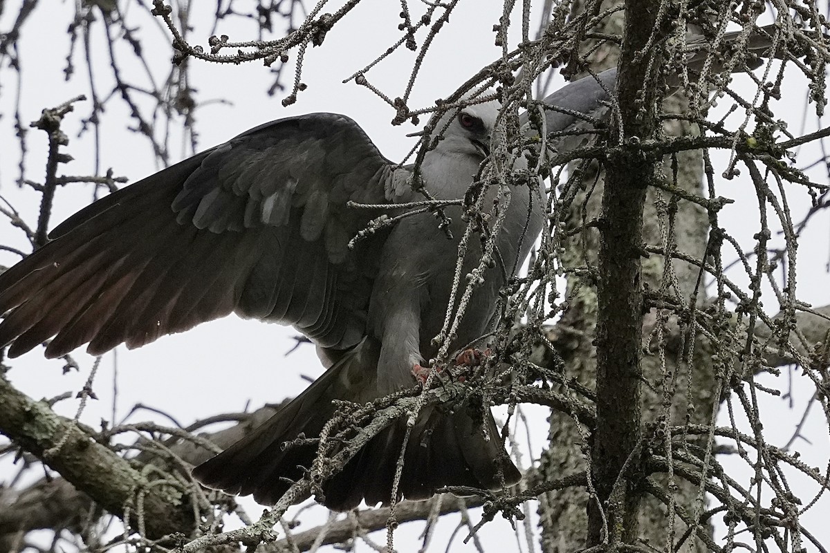 Mississippi Kite - Stacy Rabinovitz