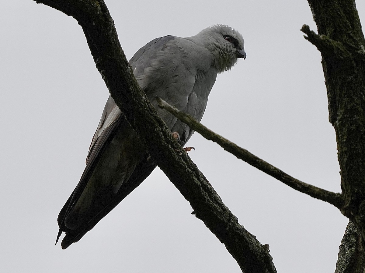 Mississippi Kite - Stacy Rabinovitz