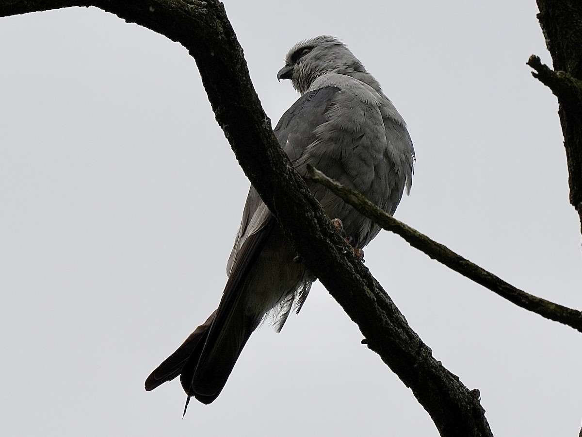 Mississippi Kite - Stacy Rabinovitz