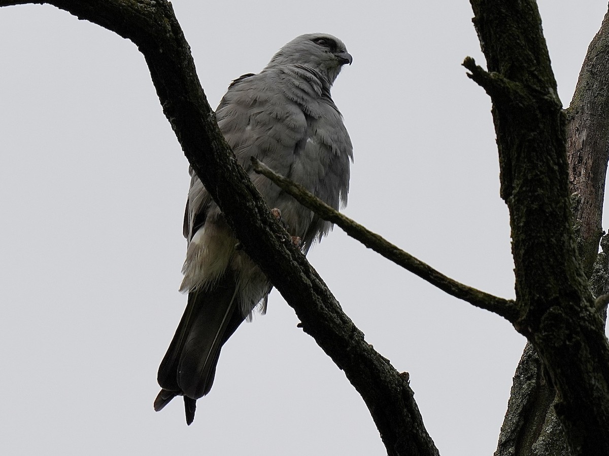 Mississippi Kite - Stacy Rabinovitz