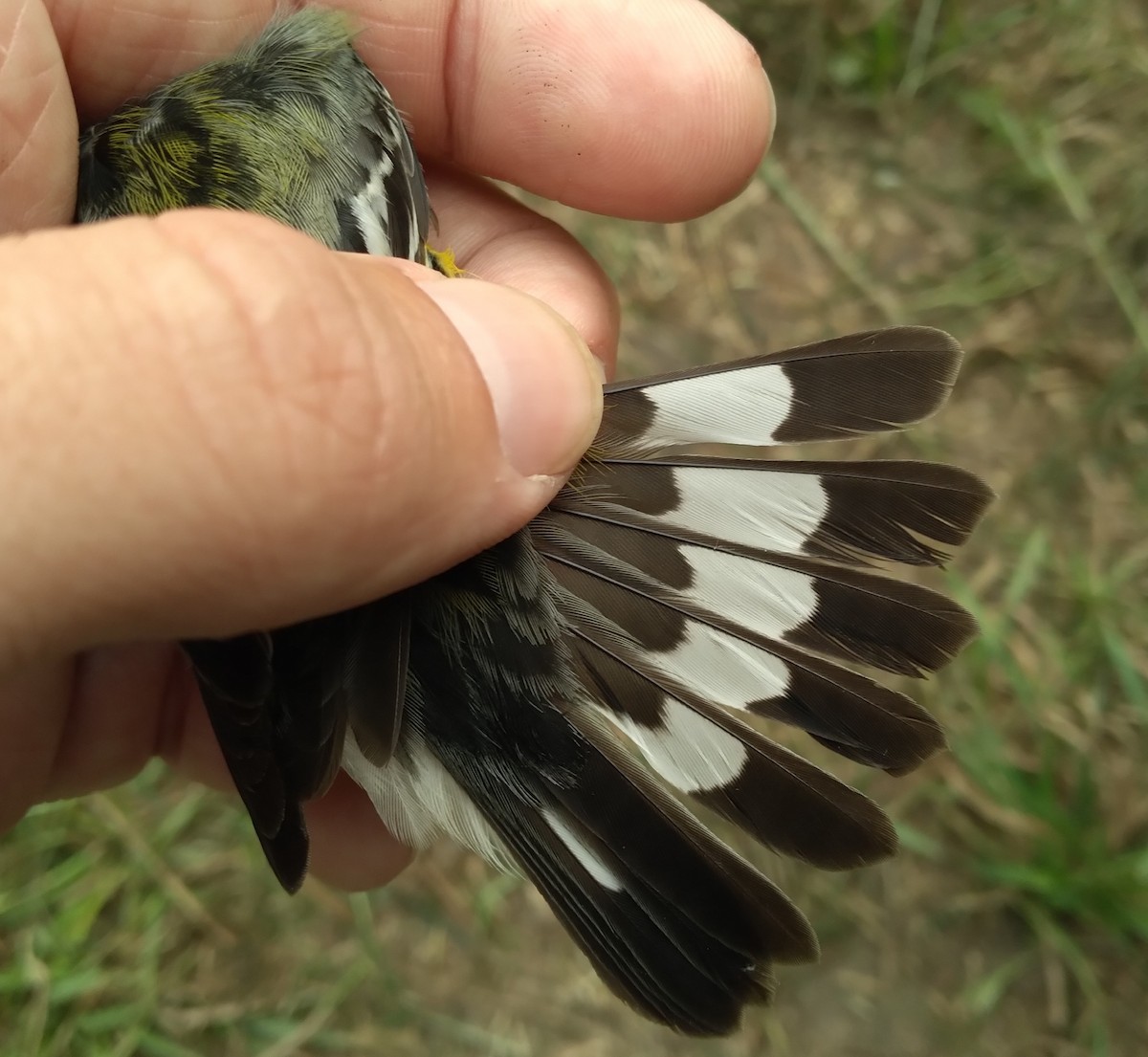 Magnolia Warbler - Blaine Carnes