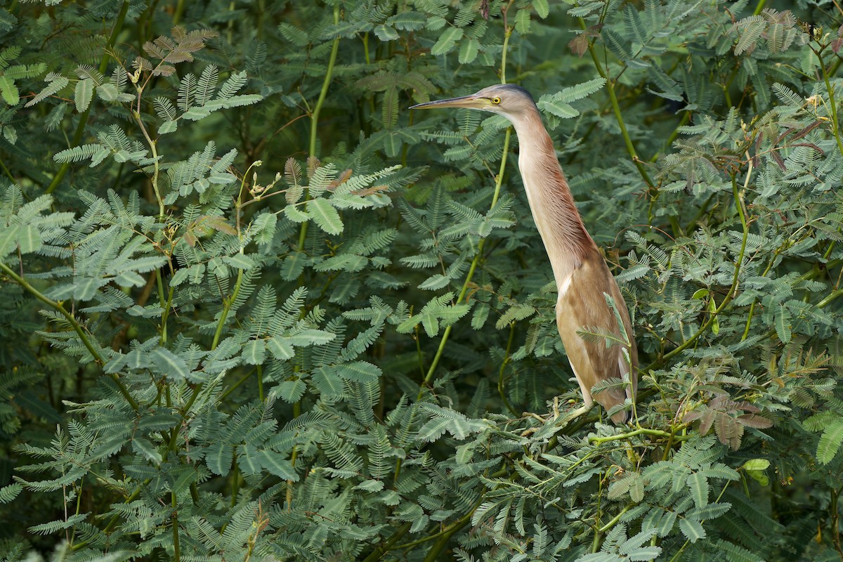 Yellow Bittern - Sam Hambly