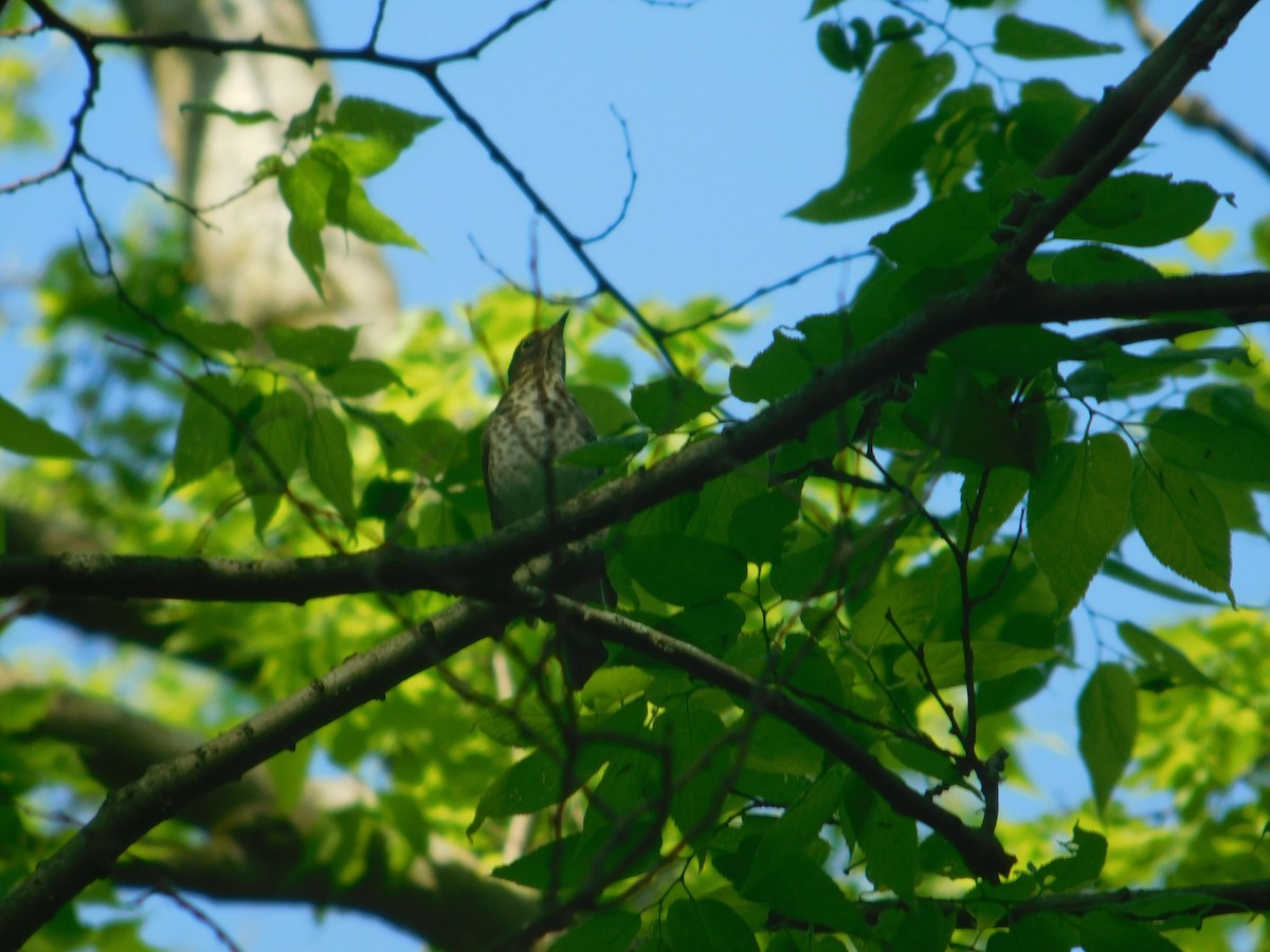 Swainson's Thrush - Arrow Z L