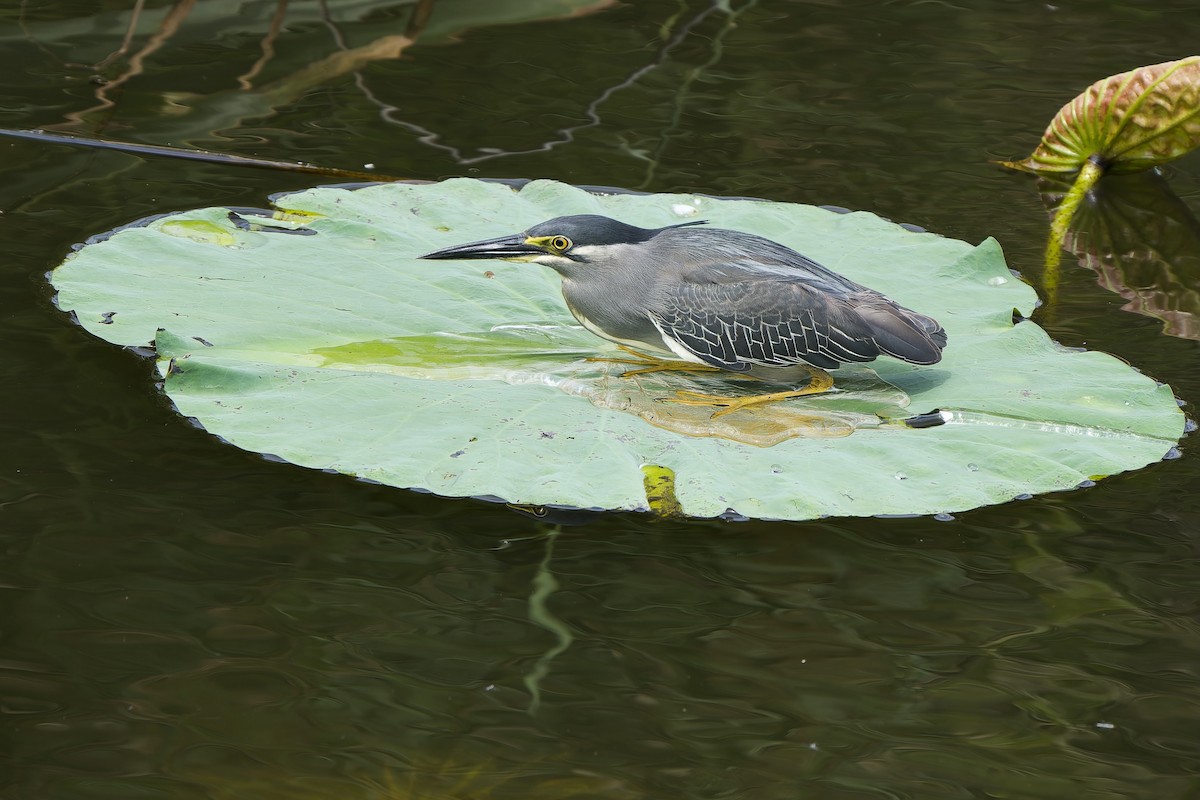 Striated Heron (Old World) - Sam Hambly