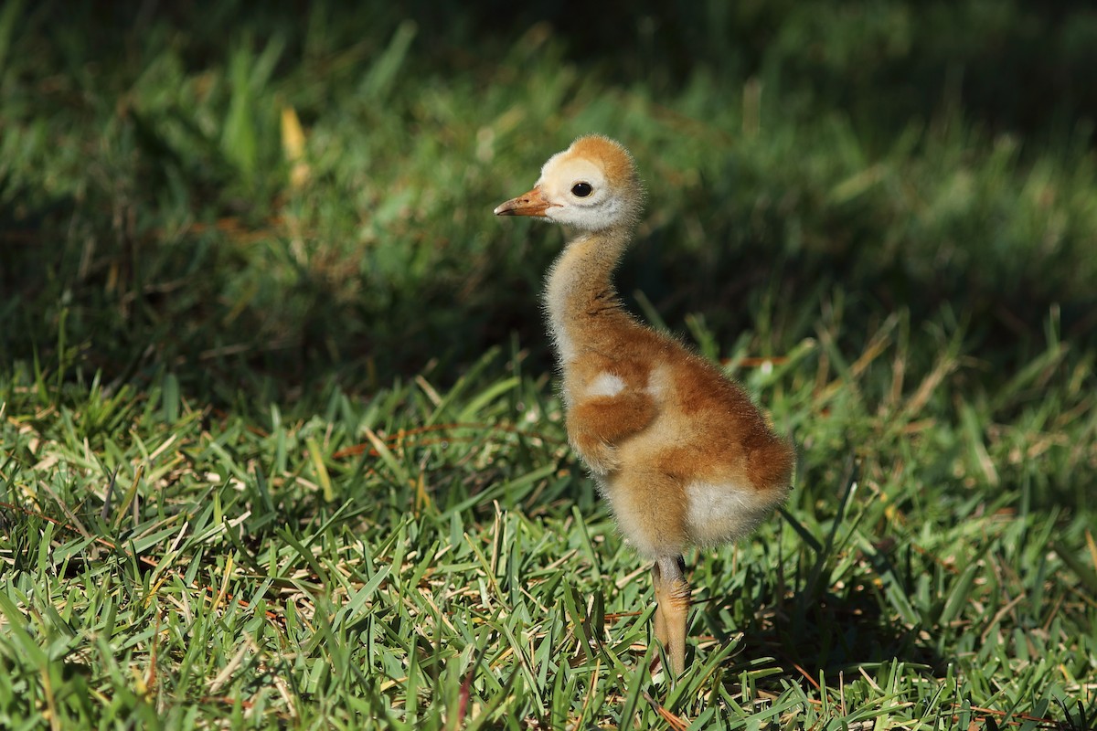 Sandhill Crane - Vince Capp