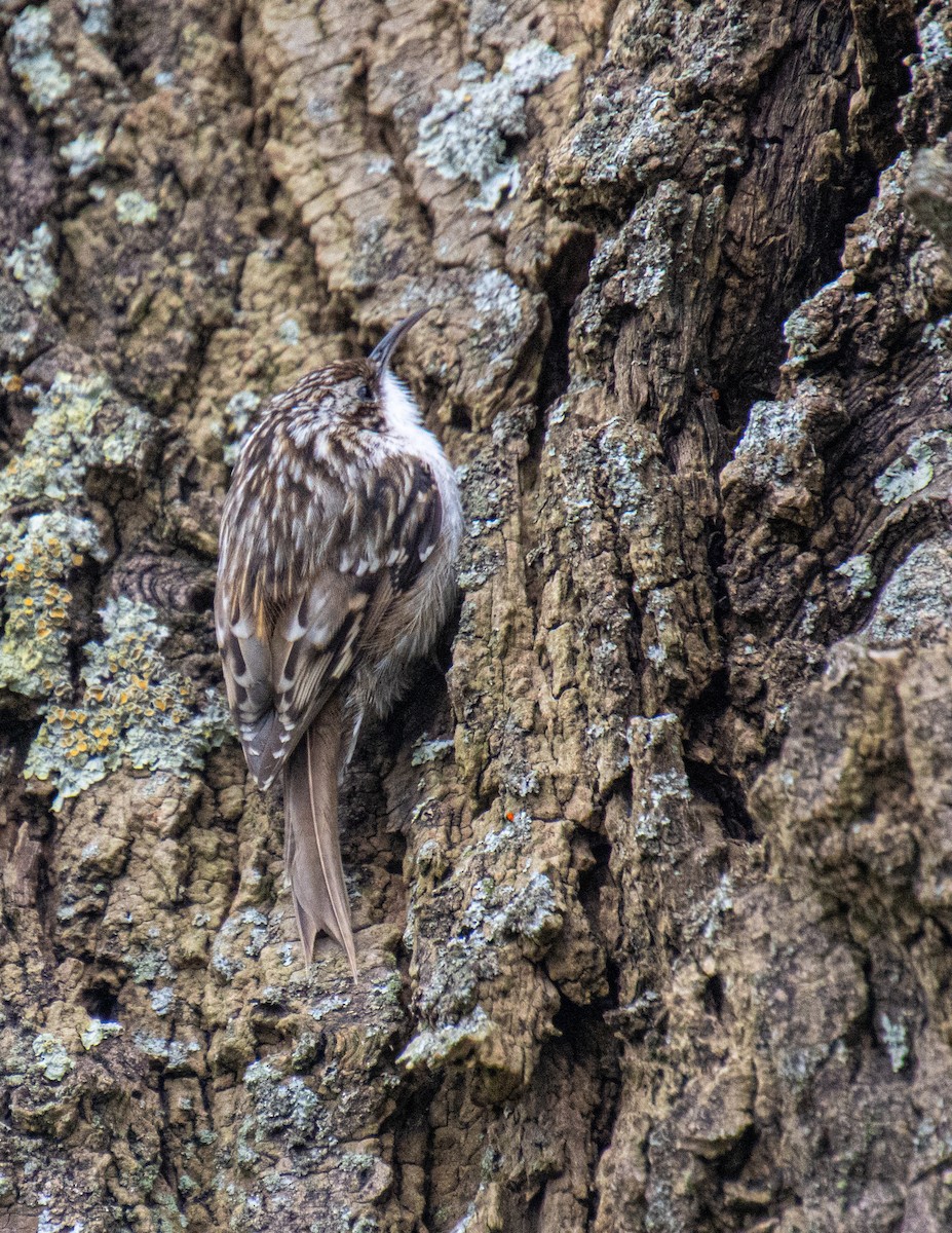 Short-toed Treecreeper - Mónica Thurman