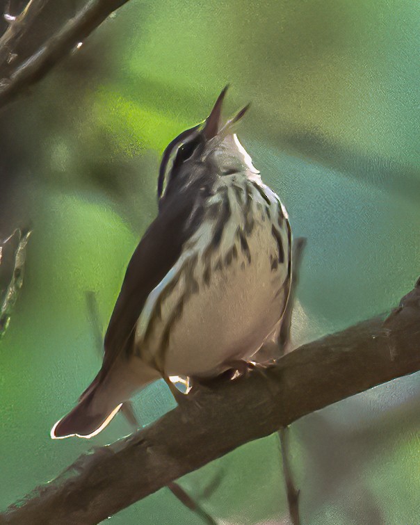 Louisiana Waterthrush - Mark Singer