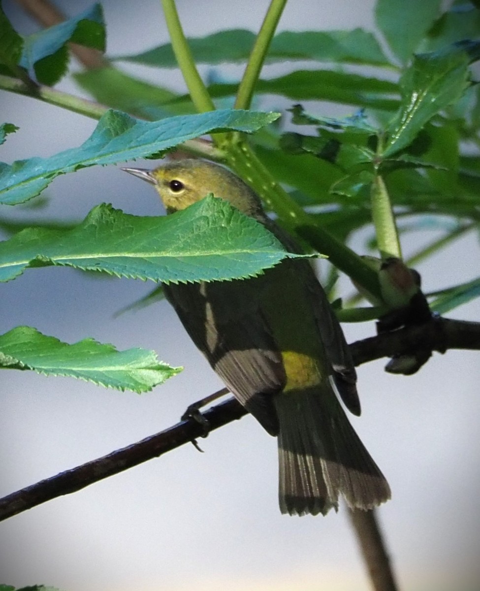 Orange-crowned Warbler - Dick Cartwright