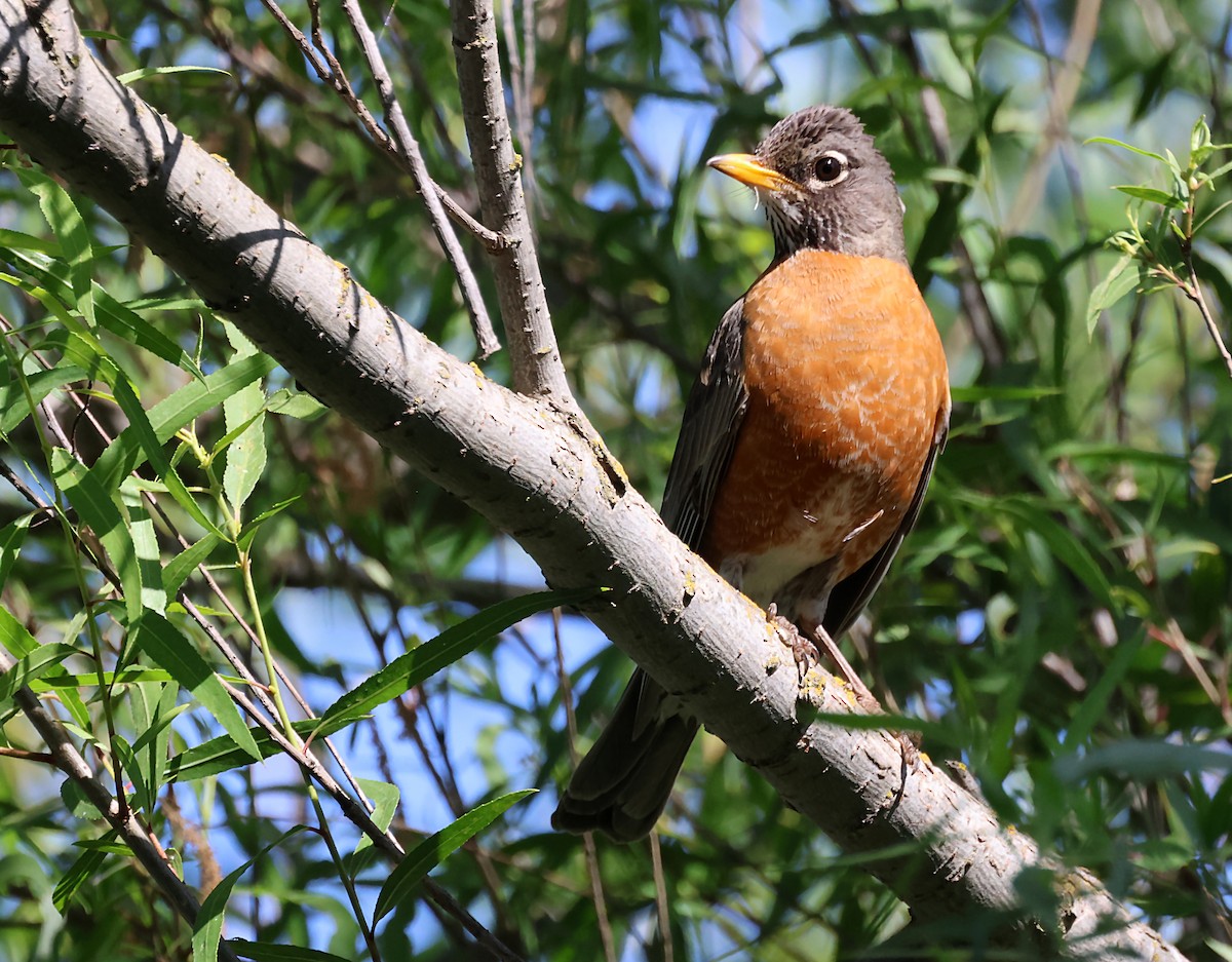 American Robin - Karen Skelton