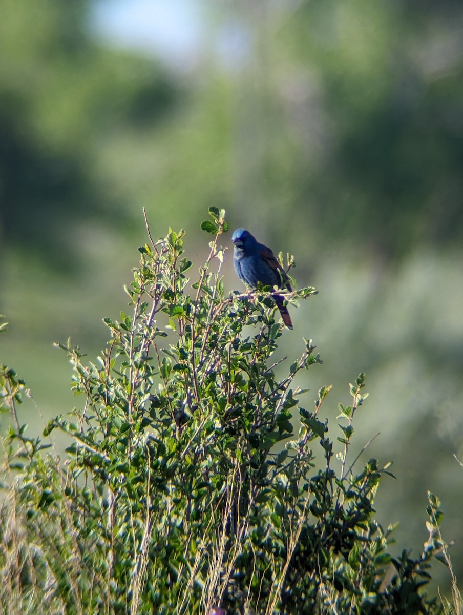 Blue Grosbeak - Andrew McFadden