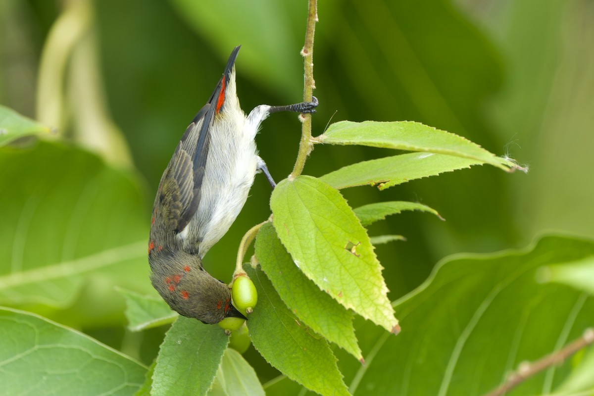 Scarlet-backed Flowerpecker - Sam Hambly