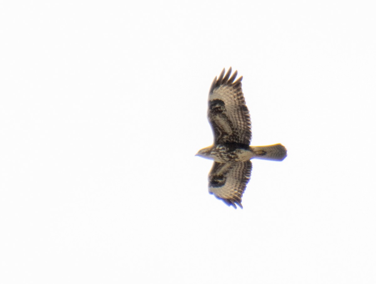 Common Buzzard - Mónica Thurman