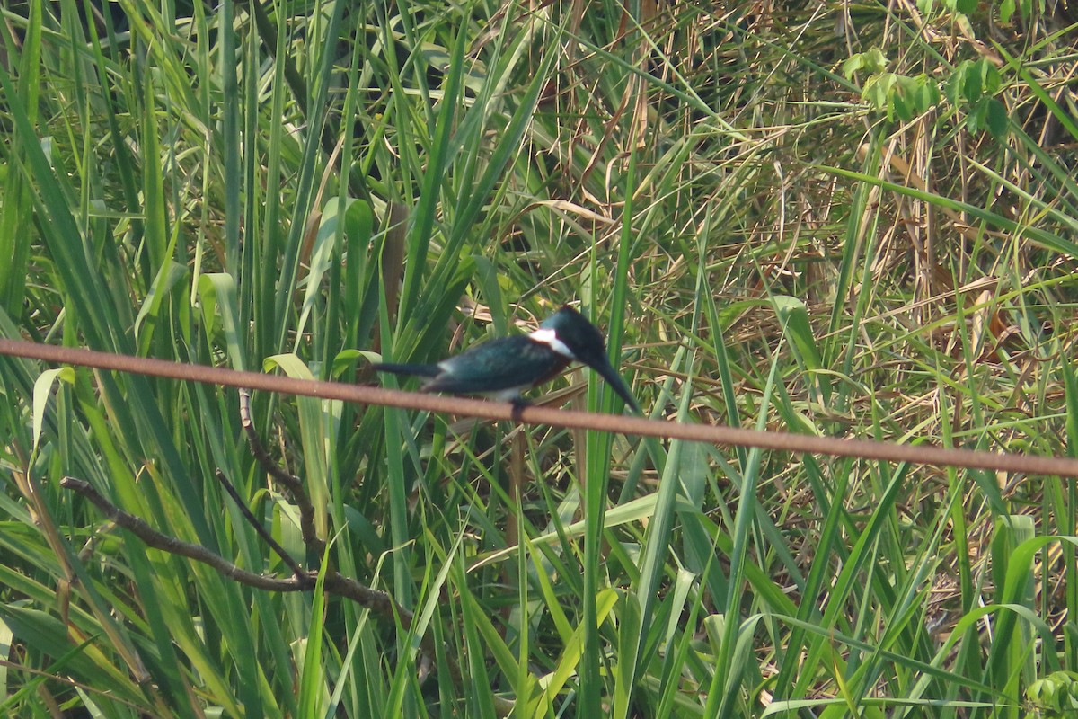 Amazon Kingfisher - David Brinkman