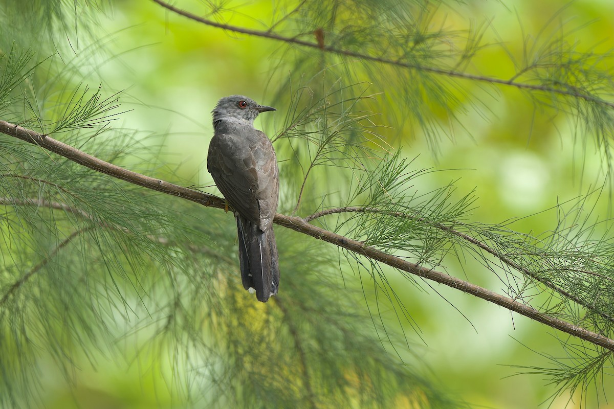 Plaintive Cuckoo - ML619527466