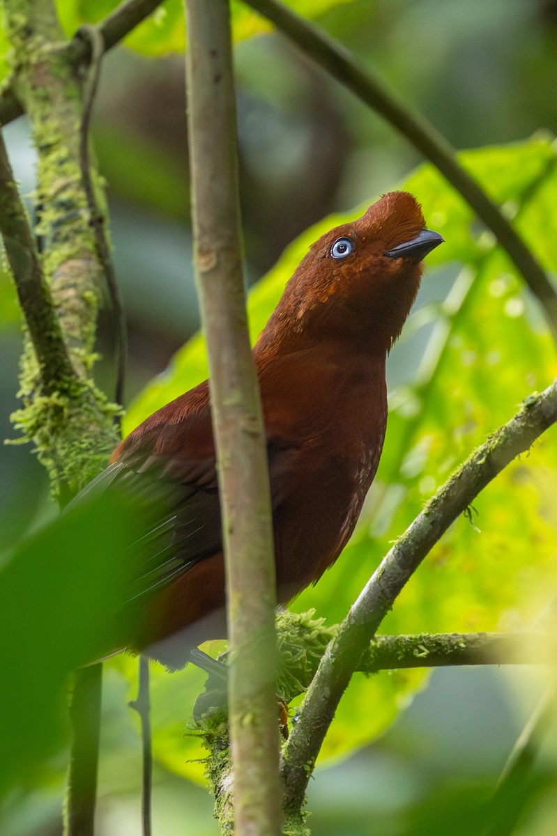 Andean Cock-of-the-rock - Lutz Duerselen