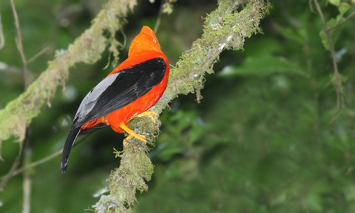 Andean Cock-of-the-rock - Adrián Braidotti