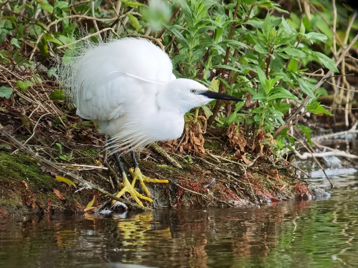 Little Egret - Peter Milinets-Raby