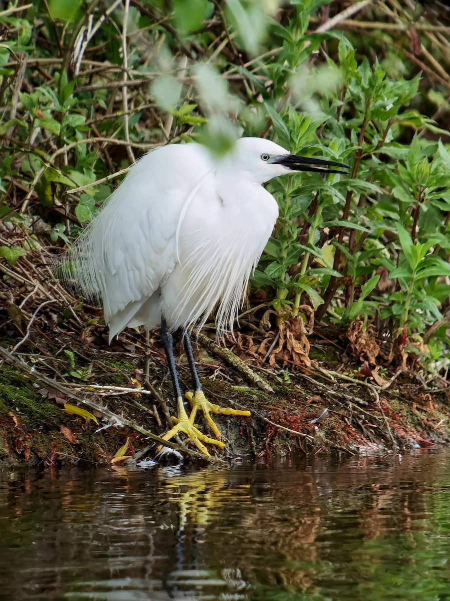 Little Egret - Peter Milinets-Raby