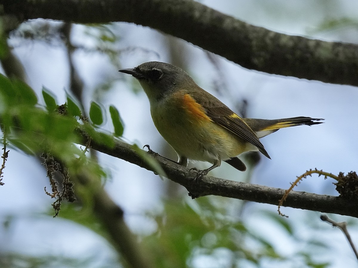 American Redstart - Stacy Rabinovitz