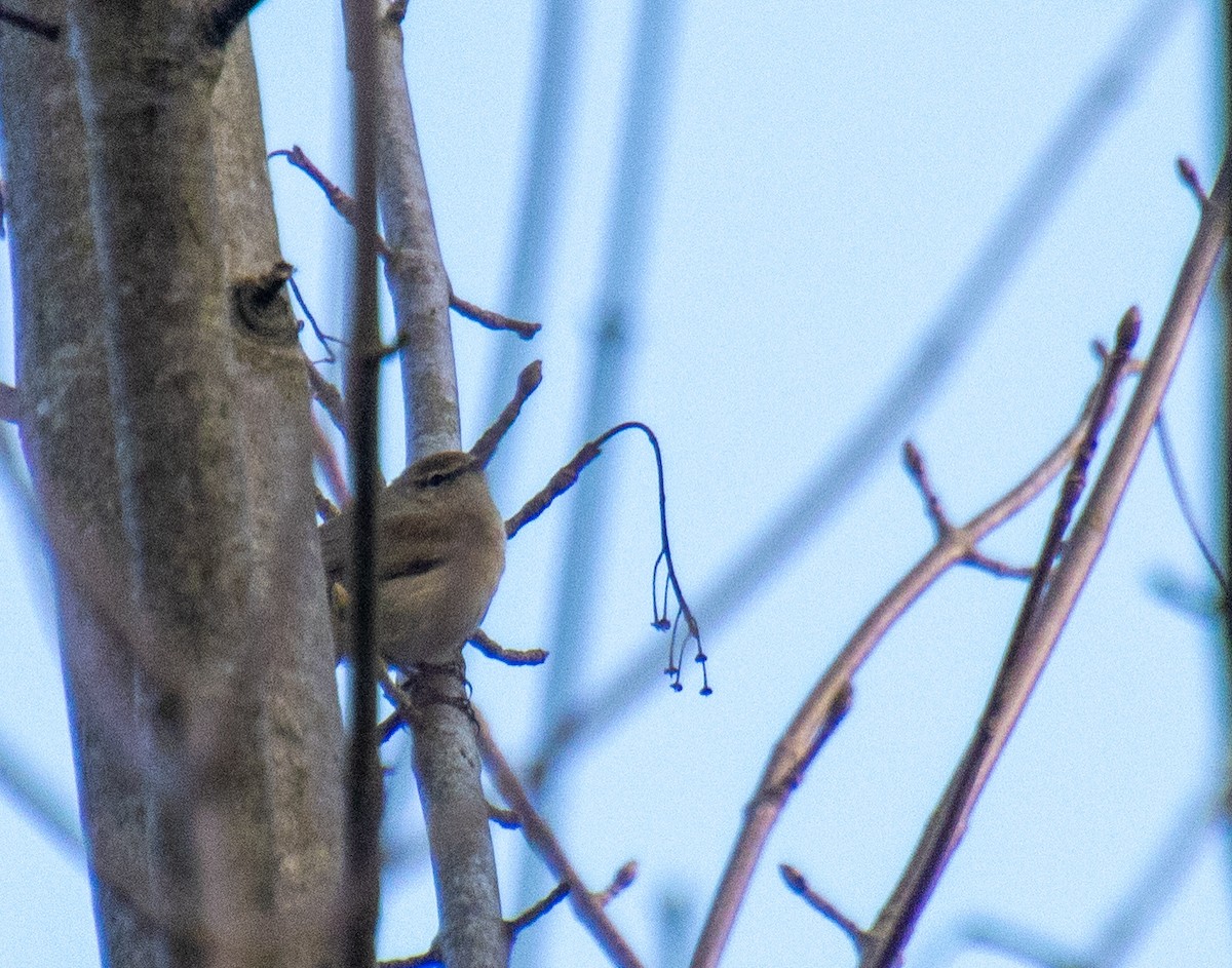 Common Chiffchaff - Mónica Thurman