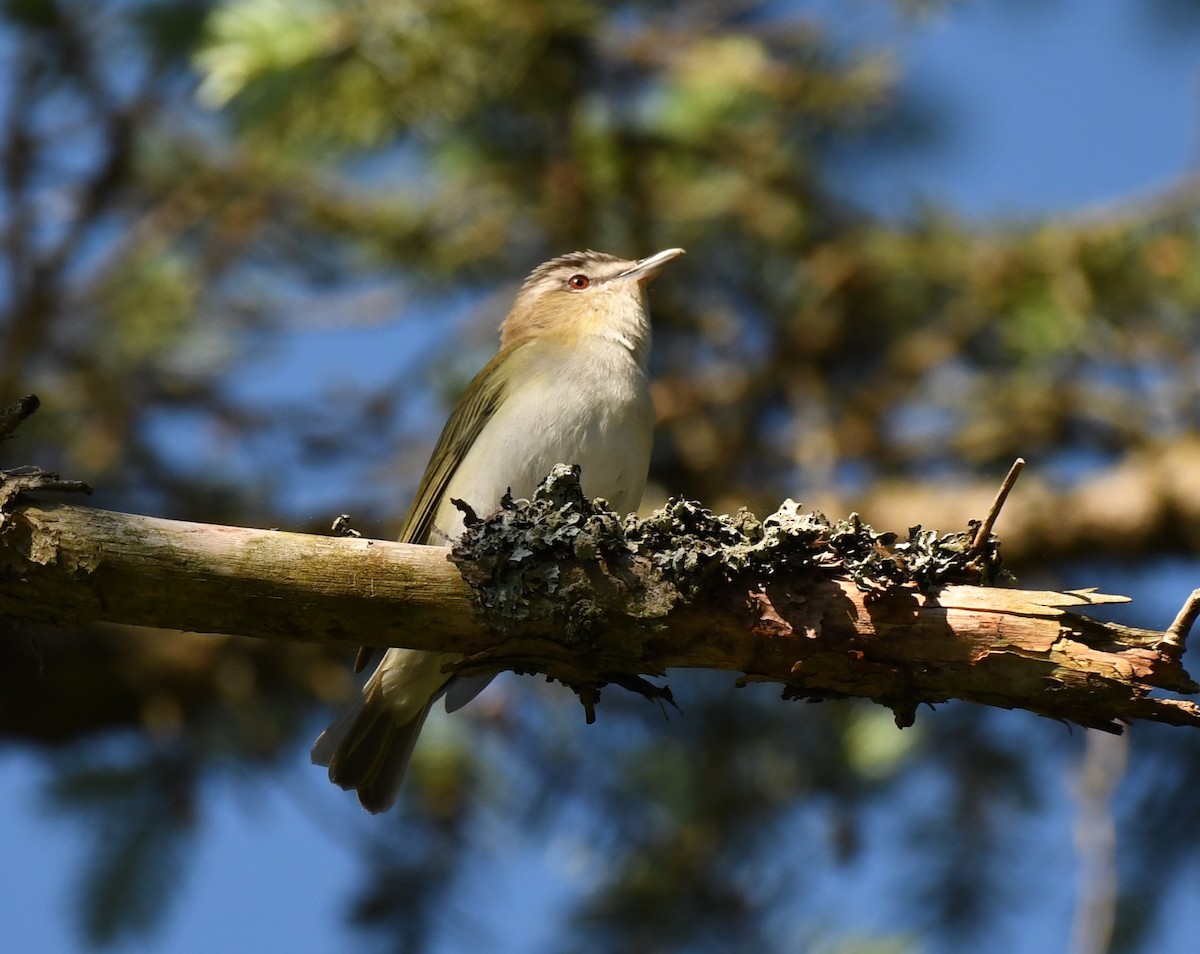 Red-eyed Vireo - Tim Schadel